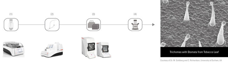 (1) Traitement automatisé des tissus (EM TP) | (2) Séchage automatisé au point critique (EM CPD300) | (3) Évaporation carbone et/ou revêtement par pulvérisation cathodique (EM ACE200/EM ACE600) | (4) Analyse d’images dans le MEB