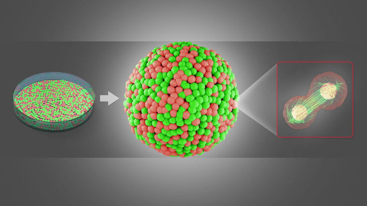 Elucidate cancer development on sub-cellular level by in-vivo like tumor spheroid models.