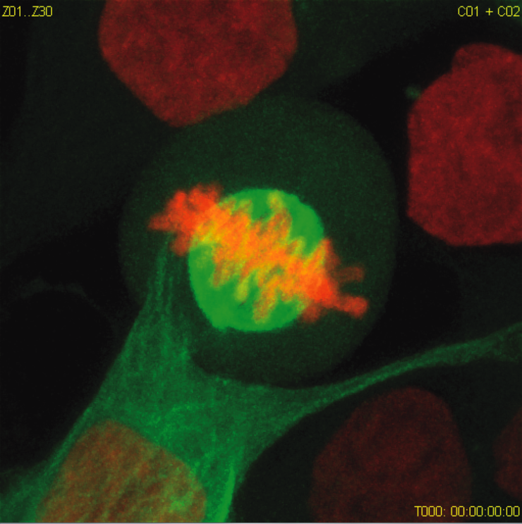 Velocizza gli esperimenti tramite imaging automatizzato