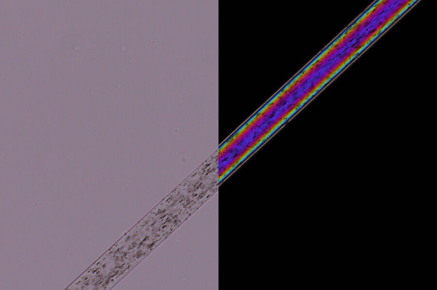 左：平行偏光镜成像的Perlon®聚酰胺纤维。右：相同的Perlon®*光纤，使用交叉偏镜成像，显示高阶双折射颜色。DM4 P显微镜使用透射光、20x平面荧光物镜和偏光镜的成像效果。 *所有产品和企业名称都打有其对应持有者的商标™ 或注册® 商标。对于这些商标的使用不代表已获得任何授权或许可。
