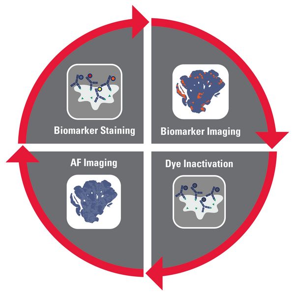 The Cell DIVE multiplexing workflow. A single FFPE tissue sample undergoes a controlled and standardized process of repeated staining and imaging to capture spatial information on 60+ biomarkers.
