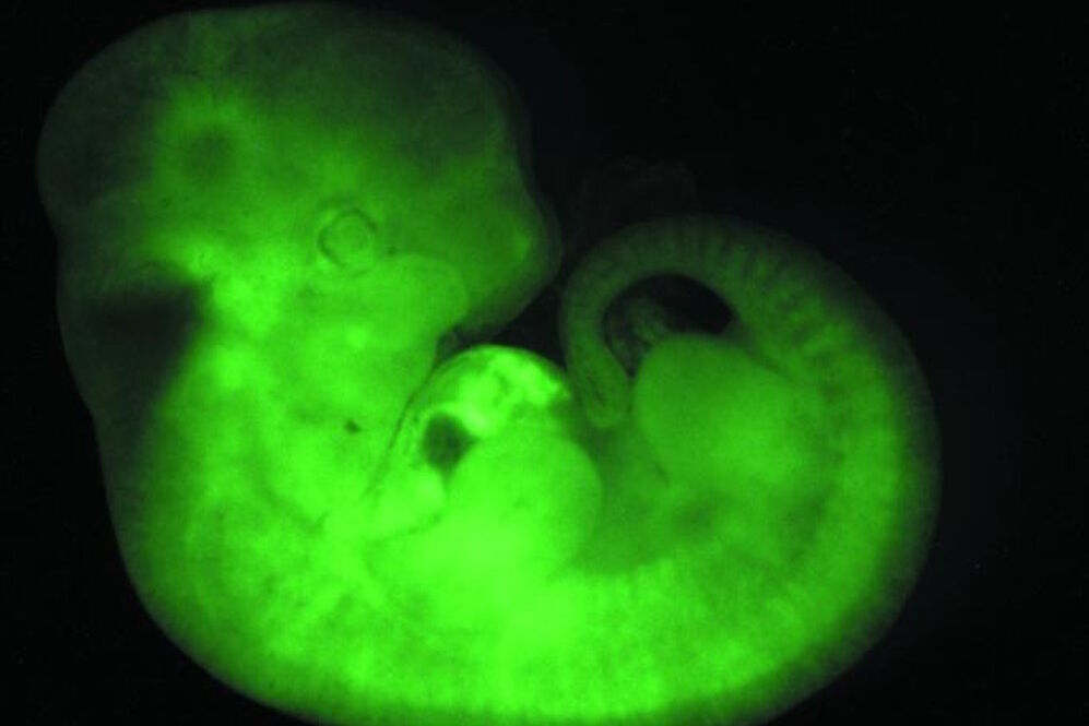 [Translate to chinese:] Transgenic Mouse Embryo, GFP Transgenic_Mouse_Embryo_GFP.jpg