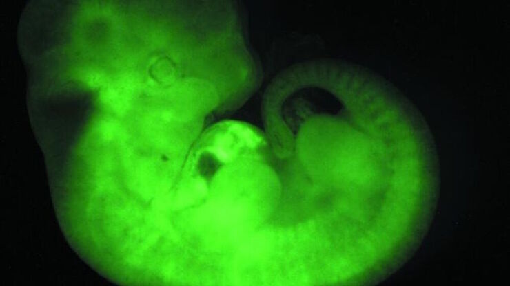 Transgenic Mouse Embryo, GFP