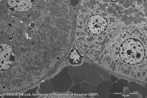 Mouse kidney, cortex (immersion fixed). 