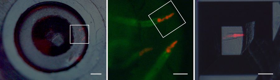 Fluorescent C. elegans worms embedded in Lowicryl HM20. Left: Top view on polymerized bean removed from flow-through chamber of the EM AFS2. Red fluorescence of anterior pharynx of the worms are depicted by the square. Scale bar: 200 µm. Center: Close up on the square. 2 channel image showing in green endoplasmic reticulum of intestinal cells and in red the anterior pharynx. Scale bar: 100 µm. Right: Top view on block face containing the target worm after automatic trimming. Right side of the block is round, as this was the edge of the flow-through chamber. Scale bar: 100 µm.