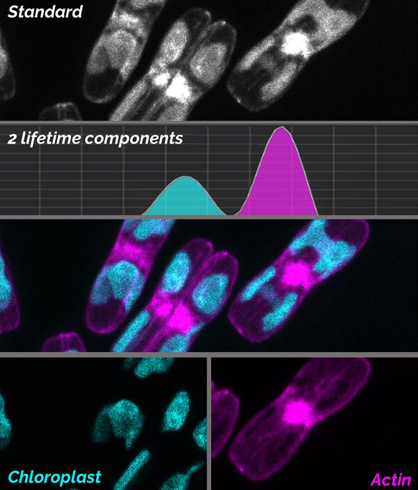 Diatoms examined with TauSeparation. 