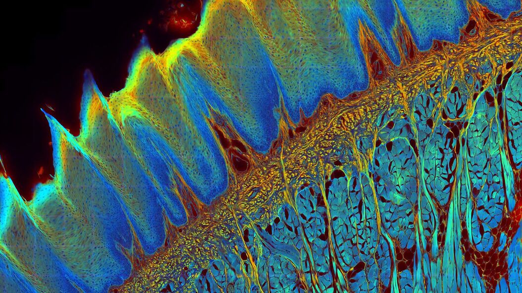 [Translate to German:] Transverse histological cut of a rabbit tongue. 50 Mpixels images (2326 µm x 1739 µm) in 14 x 18 tiles. Lifetime gives an additional contrast that allows to differentiate different structures in histological stainings. lms-a-guide-to-flim_header_rabbit-tongue-Fast-FLIM.jpg