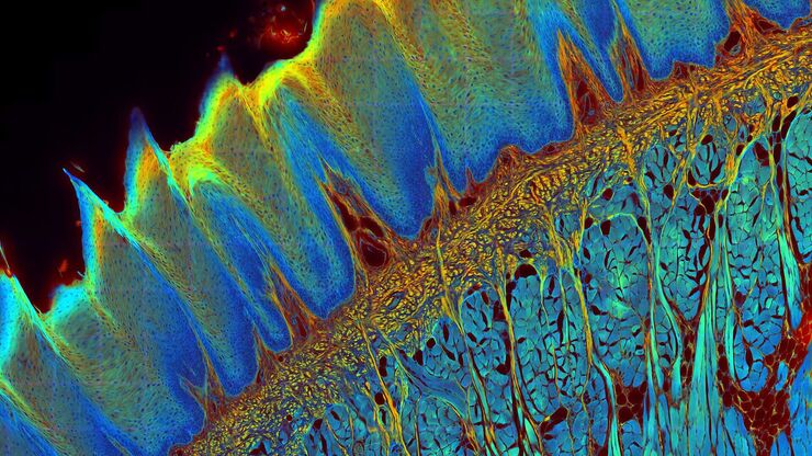 [Translate to German:] Transverse histological cut of a rabbit tongue. 50 Mpixels images (2326 µm x 1739 µm) in 14 x 18 tiles. Lifetime gives an additional contrast that allows to differentiate different structures in histological stainings.