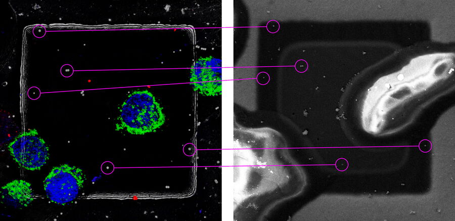 Maximum projection of 3D confocal image (left) and top view SEM image (right). 