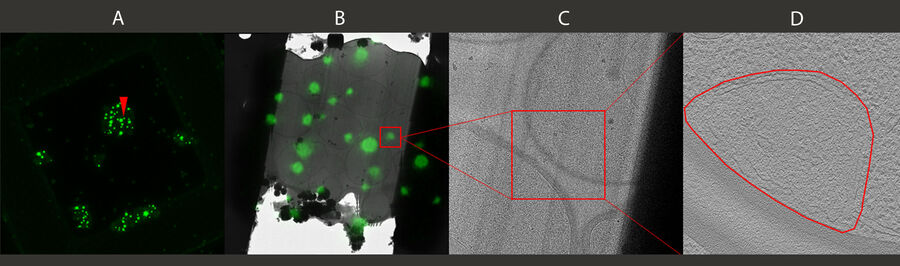 [Translate to chinese:] Thin lamella transferred to a cryo TEM. Kindly provided by Anna Bieber and Cristina Capitanio, Max-Planck-Institute for Biochemistry, Martinsried, Germany; Stem by Florian Wilfling.