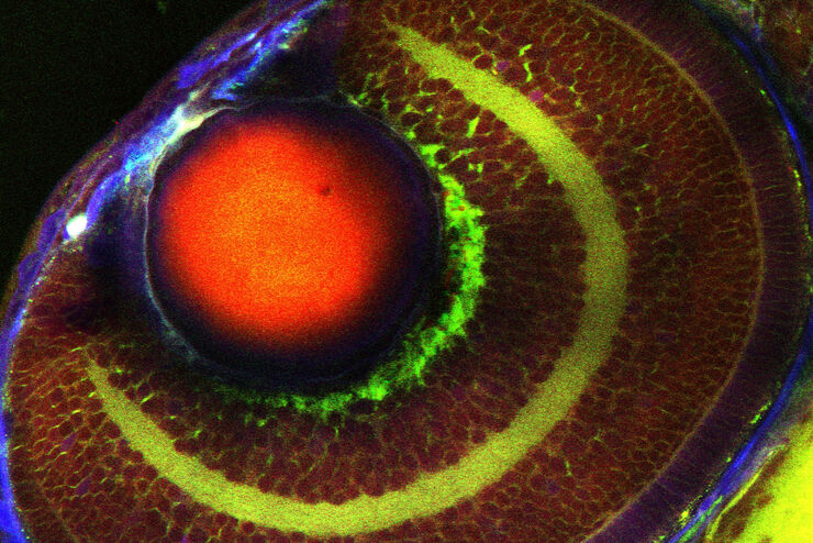 Label-free Vibrational Imaging of Cellular Structures in an Intact Zebrafish
