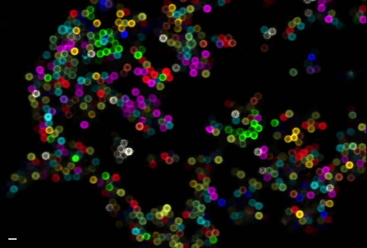 Spectral separation of 11 fluorophores coupled to polystyrene beads on a STELLARIS confocal system. Spectral separation of 11 fluorophores coupled to polystyrene beads on a STELLARIS confocal system.