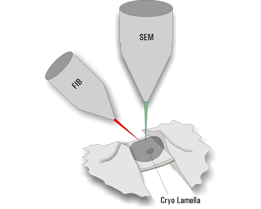 Milling. Diagram of the Thermo Scientific Aquilos DualBeam electron microscope. The vertical scanning electron beam is used for imaging of the sample (SEM) and the focused ion beam (FIB) for milling a thin ice sheet into the cell. The result is a 200-300 nm thin on-grid lamella.