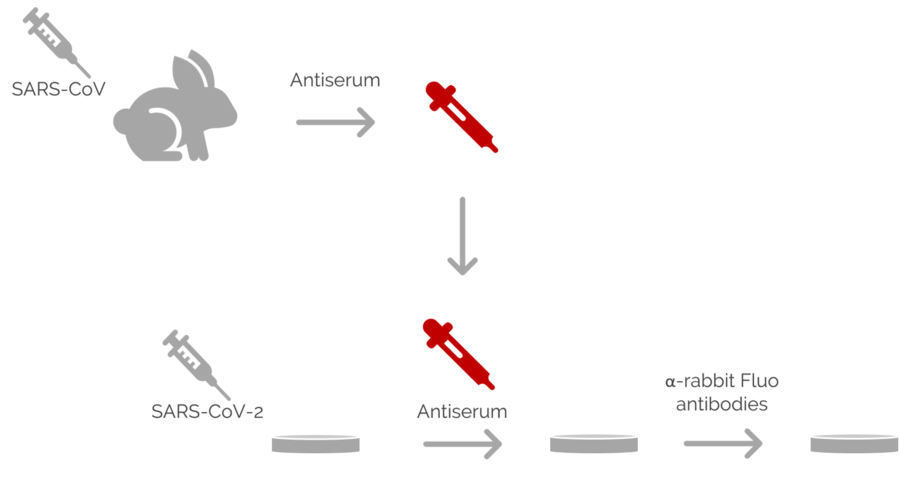 Abb. 2: Eines der Experimente von Ogando et al. [1] umfasste den Einsatz der Immunfluoreszenzmikroskopie zur Bildgebung von Vero-E6-Zellen. Im Prinzip untersuchten sie das Potenzial von Antiseren, die während des Ausbruchs in den Jahren 2002 und 2003 bei Kaninchen oder Mäusen gegen SARS-CoV produziert wurden. Sie benutzten verschiedene Kaninchen-Antiseren als ersten Satz von Antikörpern. Dann wurden diese Kaninchenantiseren mit einem zweiten Satz fluoreszierender Antikörper markiert. Anschließend wurden mit dem Fluoreszenzmikroskop DM6 B Aufnahmen gemacht.