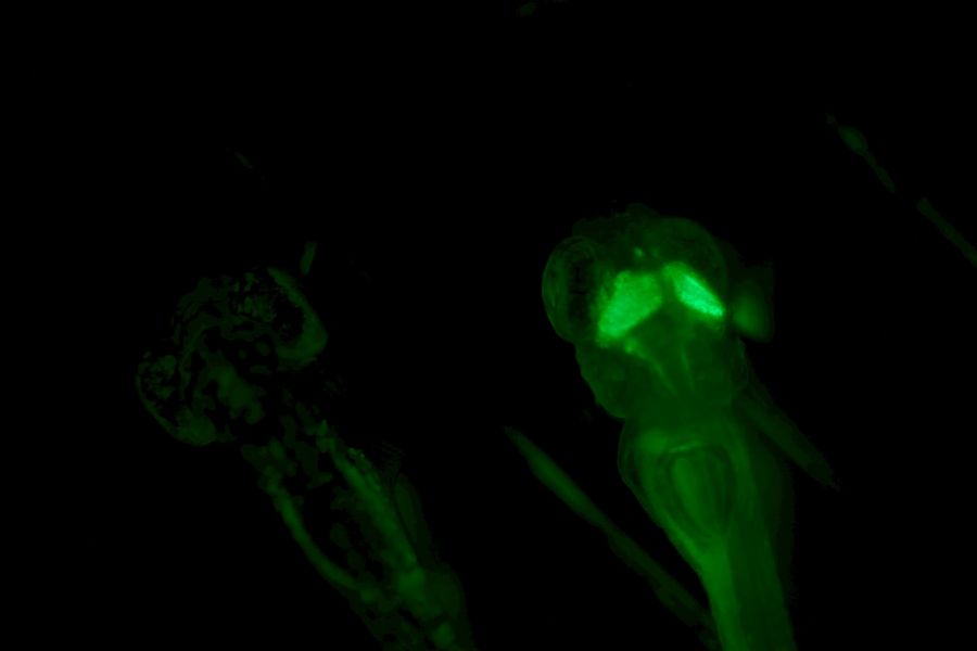 Transgenic zebrafish expressing a genetically encoded calcium indicator, seen as green fluorescence when activated.