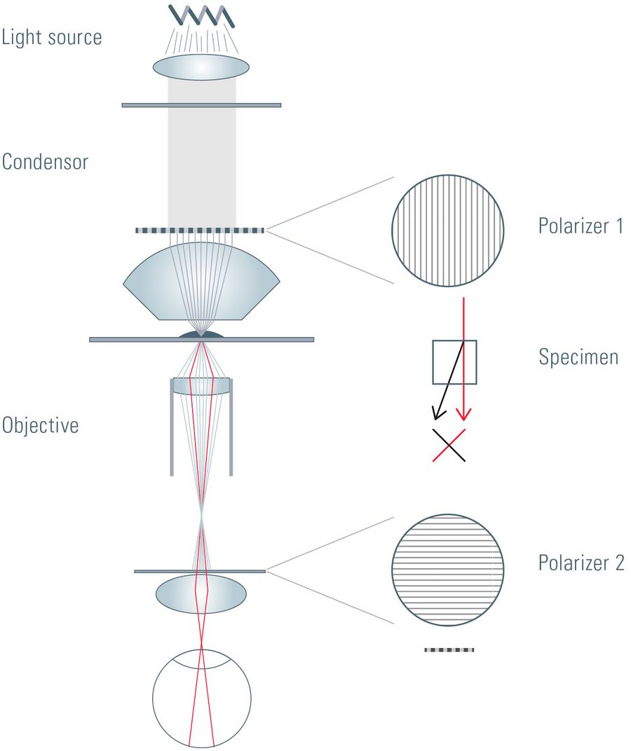 Principles of polarization microscopy