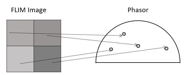 Phasor Analysis: Relation between FLIM image and phasor plot