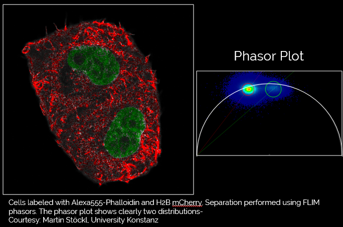 Phasor Analysis: Separation performed using FLIM phasors