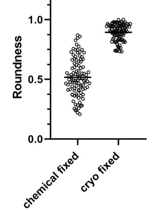 Dot plot shows the roundness values of large dense core vesicles (n=100) from chemical and cryo-fixed cells.