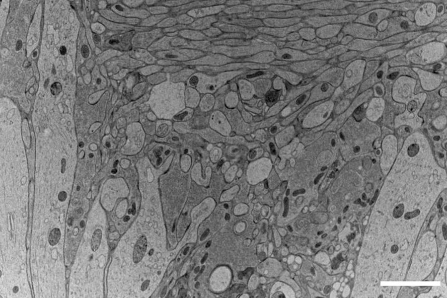 Workflows_and_instrumentation_for_cryo-electron_microscopy_teaser.jpg
