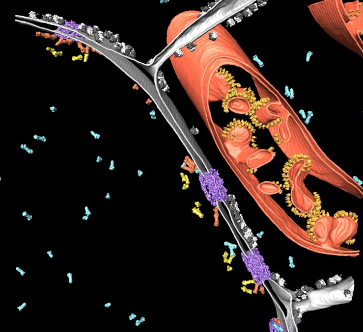 Segmentation of a cryo-electron tomogram, showing the native cellular environment around the nucleus. Proteasomes tether to Nuclear Pore Complexes (purple) at two distinct sites (orange: membrane-tethered proteasomes, yellow: basket-tethered proteasome blue: free proteasomes). The nuclear envelope (grey), ribosomes (black/white) and a mitochondrion (red, with rows of yellow ATP Synthases) are also shown. Data courtesy of Dr. B. Engel, Department of Molecular Structural Biology, Max Planck Institute for Biochemistry, Martinsried, Germany. Original Publication: Albert S, Schaffer M, Beck F, Mosalaganti S, Asano S, Thomas HF, Plitzko JM, Beck M, Baumeister W, Engel BD, Proteasomes tether to two distinct sites at the nuclear pore complex, PNAS, December 2017.