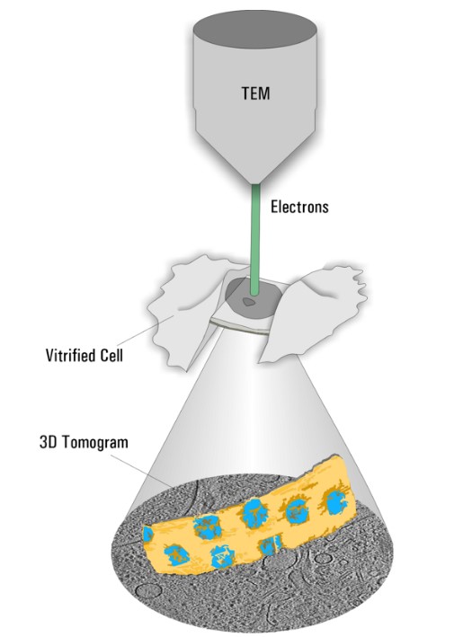 Schematic drawing of the Cryo Electron Tomography technique. While the sample is observed using the electron beam (TEM), it is tilted to create a series of images from different observation angles. The 3D volume is reconstructed and the distribution of proteins can be visualized and analyzed.