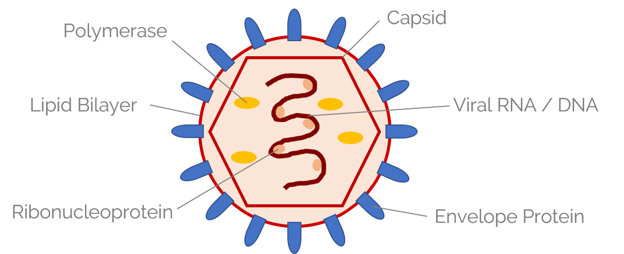 Typical components of a virion: proteins, e.g. Polymerase, nucleic acid (RNA or DNA), lipid bilayer (enveloped), envelope proteins, ribonucleoprotein, and a capsid.