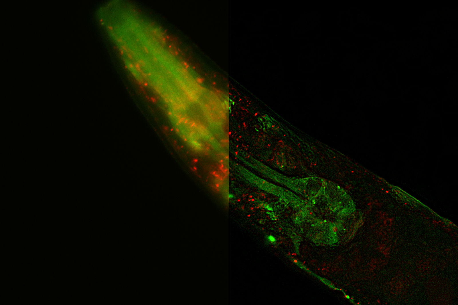 Autophagic flux in C. elegans This strain MAH215 (Chang et al., Elife, 2017) is a dual-fluorescent mCherry::GFP::LGG-1 protein to monitor autophagic flux in C. elegans by visualizing both autophagosomes (APs), as well as, autolysosomes (ALs). The green punctae (GFP) are APs while the ALs quench GFP in the acidic environment and emit only the mCherry signal. Image courtesy of Dr. Aditi U. Gurkar, University of Pittsburgh, PA, USA