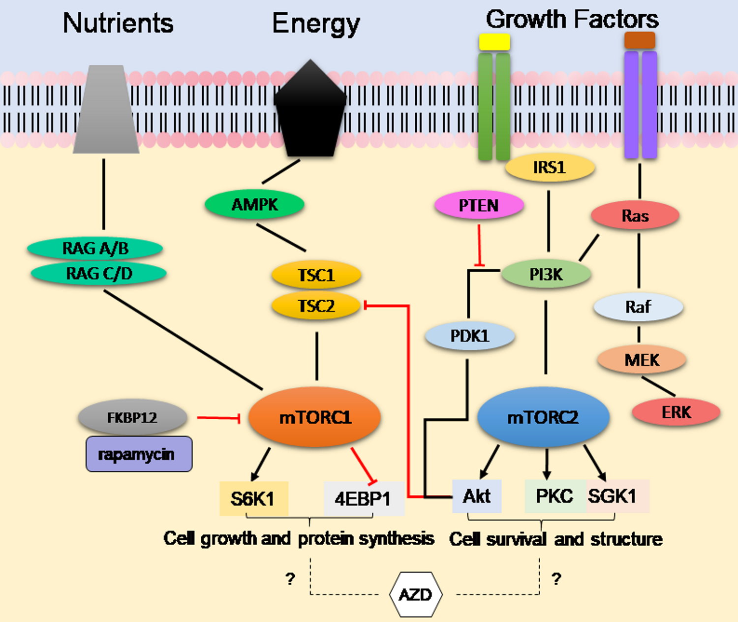 Overview of the mTOR-signaling pathway Overview of the mTOR-signaling pathway