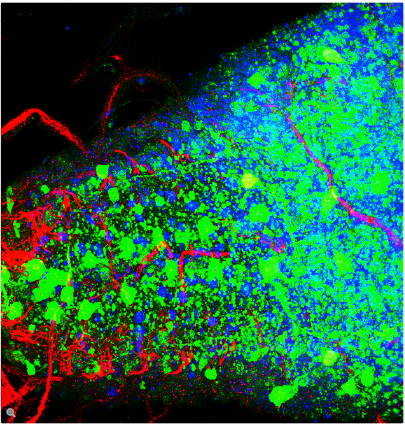 图6：果蝇，幼虫龄期，绿色：Feb211阳性神经元及其轴突，Alexa 488；红色：CNS纤维部分（即所有轴突），Cy3；蓝色：细胞核，DAPI。感谢德国Eggenstein-Leopoldshafen毒理学与遗传基因研究所，Karlsruhe研究所Christoph Melcher博士提供的图片。