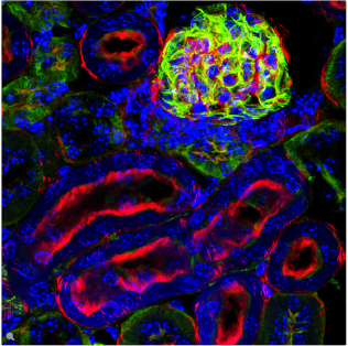 图7：小鼠肾脏切片，绿色：肾小球和肾曲小管，Alexa 488 WGA；红色：F-肌动蛋白（普遍存在于肾小球和刷状缘）；蓝色：细胞核，DAPI
