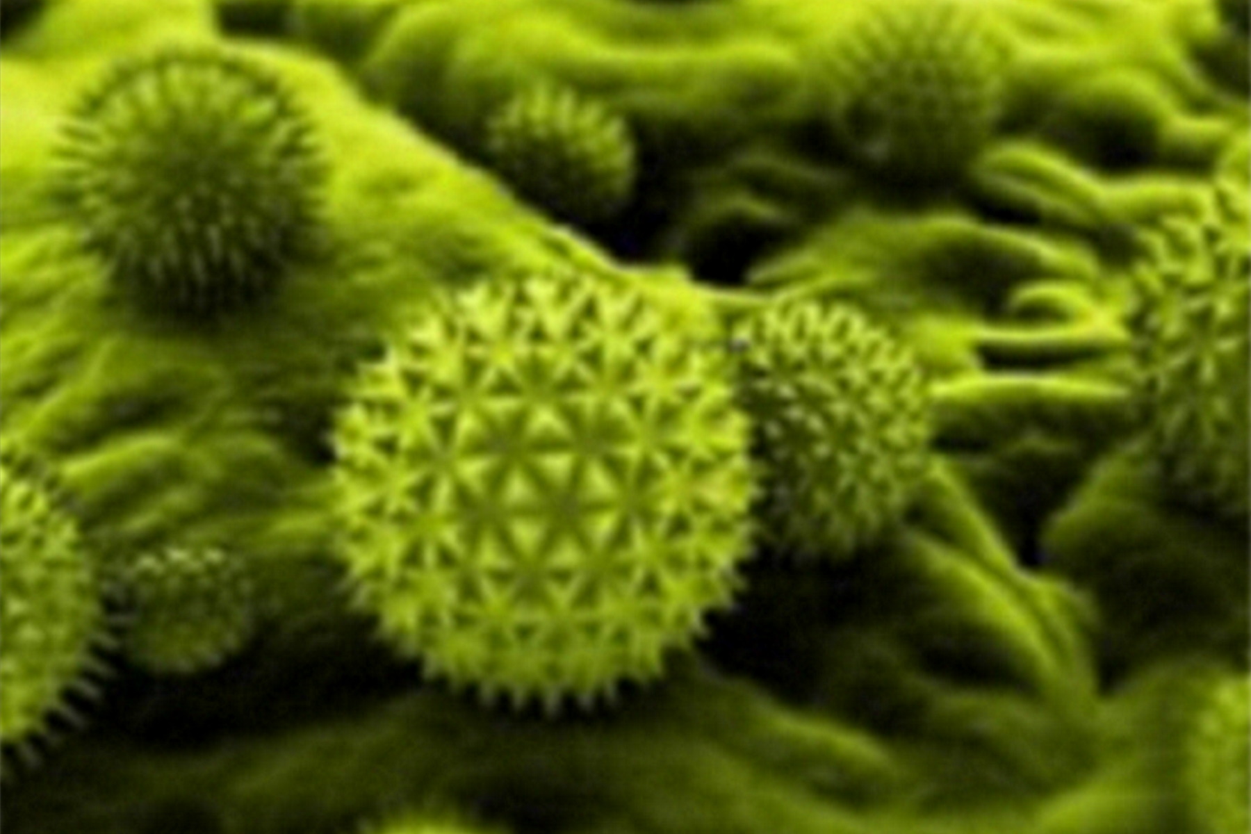 Type of contamination: spores Type of contamination: spores