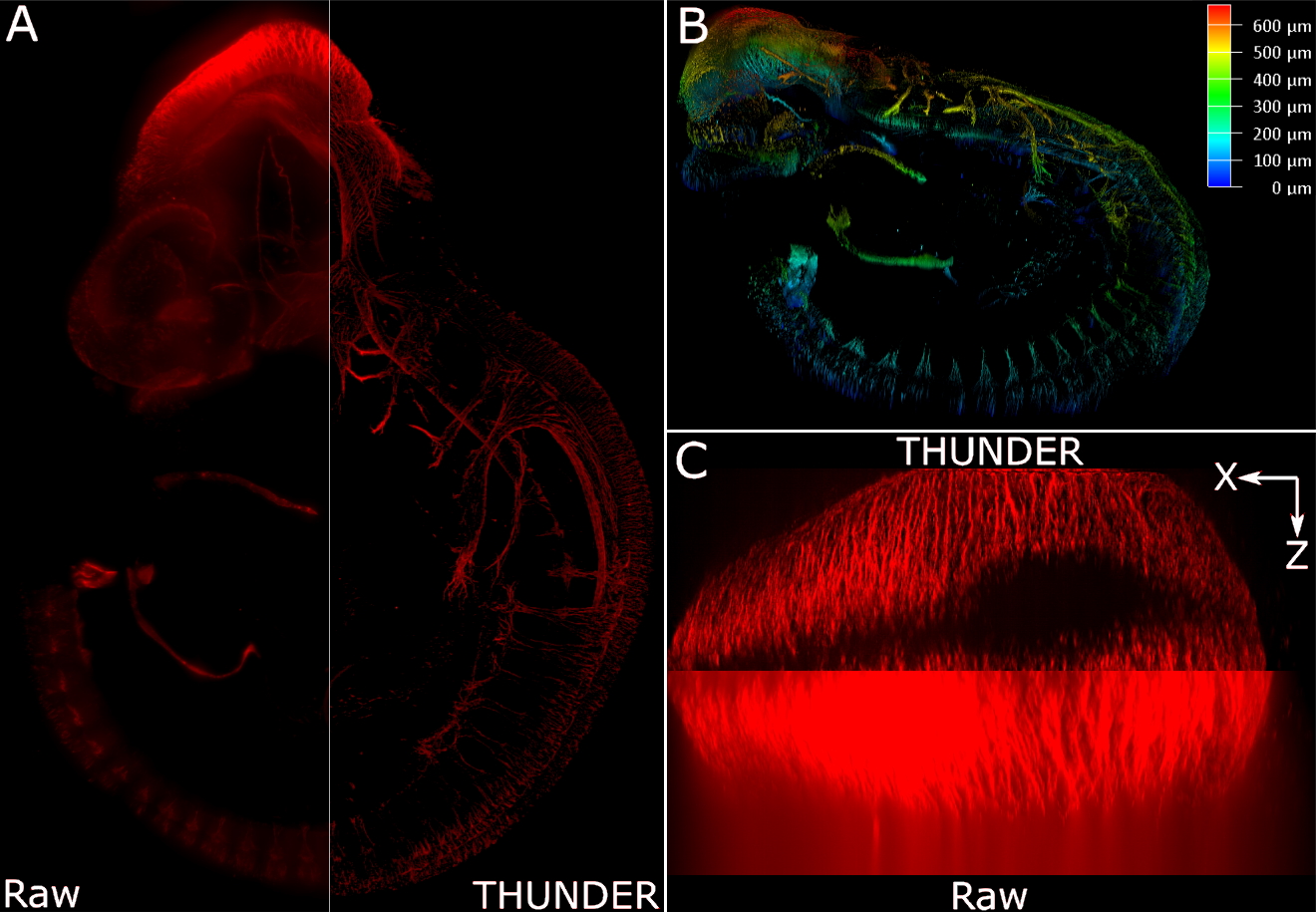 Whole mouse embryo widefield raw data and LVCC and side view of the brain