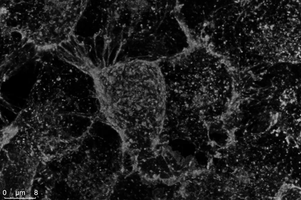 HeLa cells labeled with WGA-CF488 with STELLARIS Power Counting.