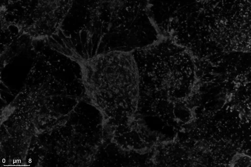 HeLa cells labeled with WGA-CF488 with conventional photon counting