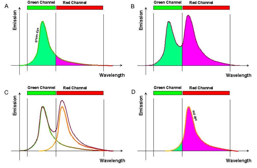 2a: Emission spectrum of the green channel - ¾ of all FITC emission goes into the green channel while ¼ goes into the red channel. 2b. Emission spectrum of the red channel – 1/5 of all TRITC emission goes into the green channel while 4/5 goes into the red channel. 2c. Emission signals of a double-labeled sample. The black curve represents the sum of the signals of both fluorophores.