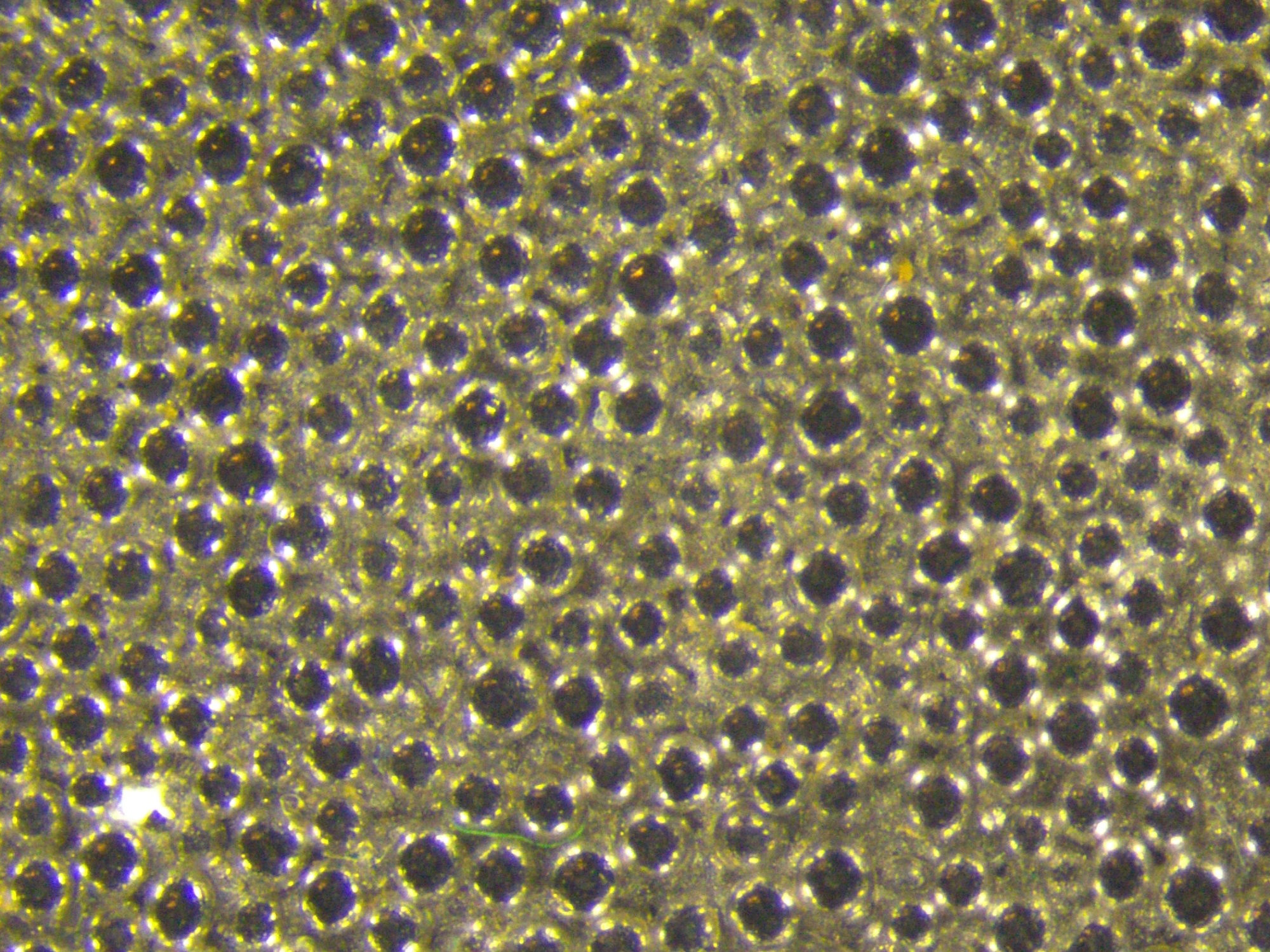  Hip implant - Ring Light (RL) with crossed polarizers: Reflective areas