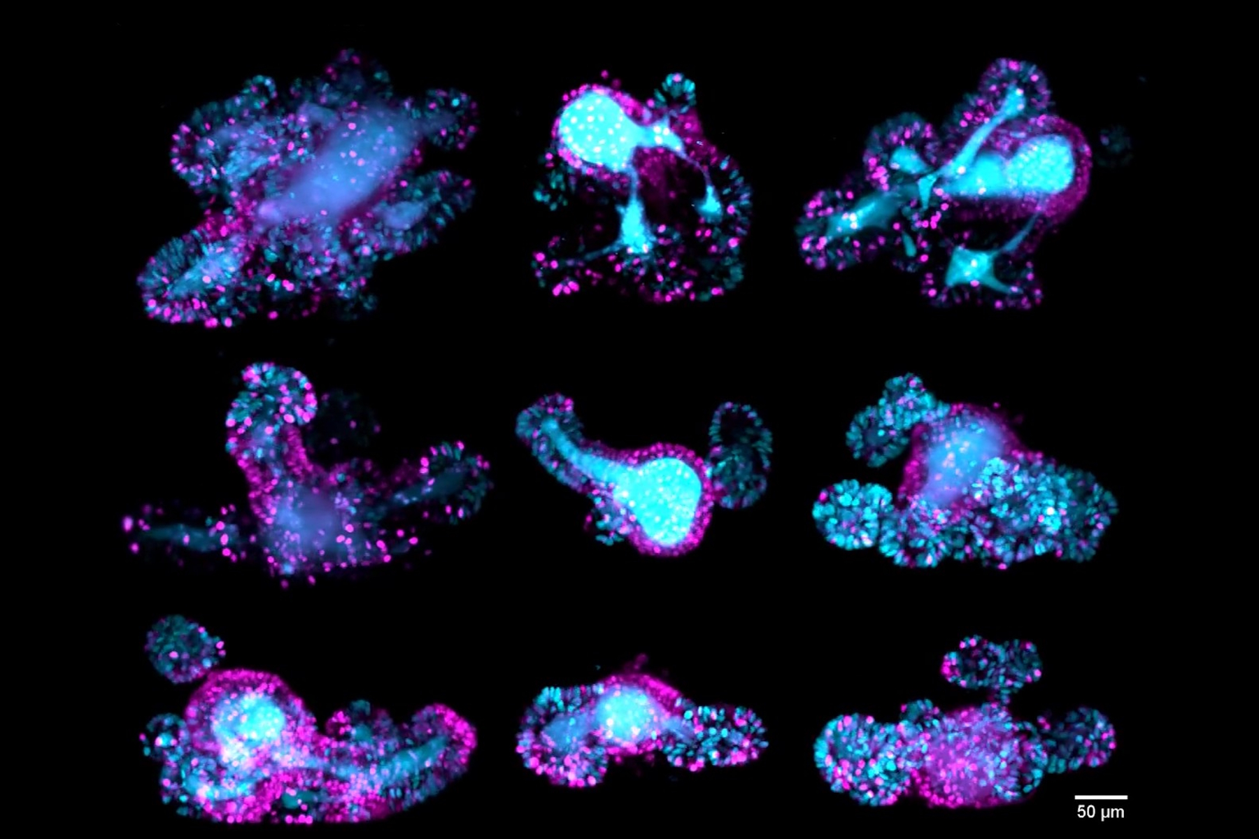 67-hour, multi-position time-lapse of mouse intestinal organoids expressing the cell cycle reporter FUCCI2 (hGem-mVenus and hCdt1-mCherry). 