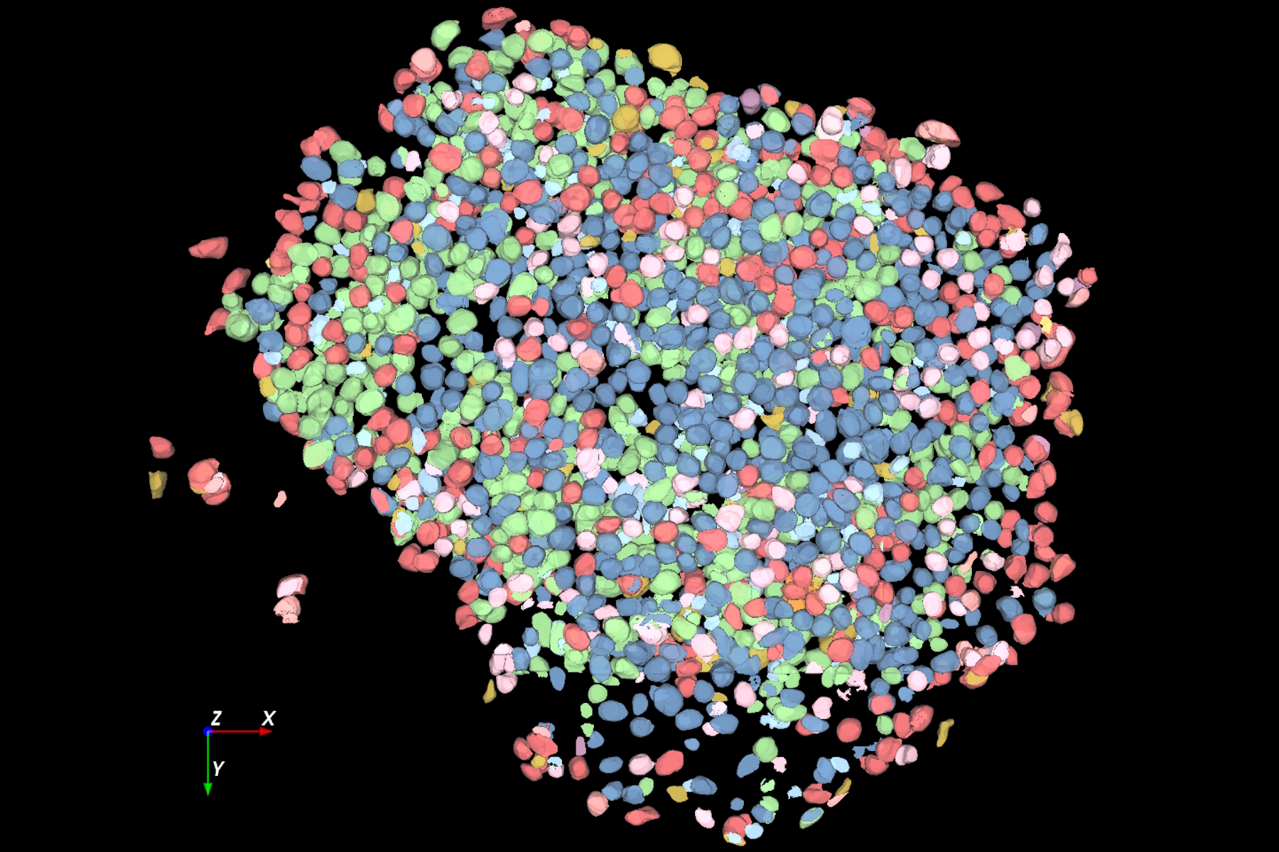 Large volume computational clearing processed Thunder image of human pancreatic islet organoid. Cells segmented using Segment By Example tool, automatically phenotyped, and color-coded based on phenotypes in Aivia. Image courtesy of the Matthias von Herrath Lab, La Jolla Institute of Immunology, La Jolla, CA.