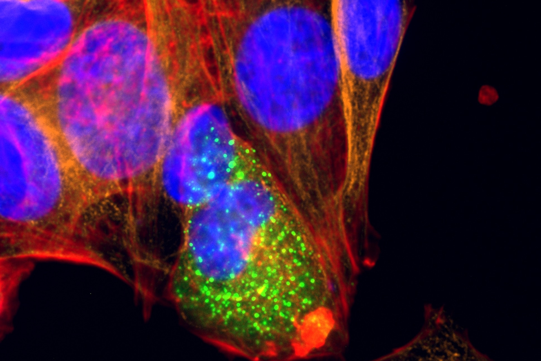 U2OS cells transfected with an Mx1-GFP plasmid (signal enhanced using Alexa Fluor 488-conjugared anti-GFP antibody) and co-stained for nuclear DNA (Hoechst 33342), microtubules (Alexa 555) and F-actin (ATTO 643). Image was captured on Mateo FL.