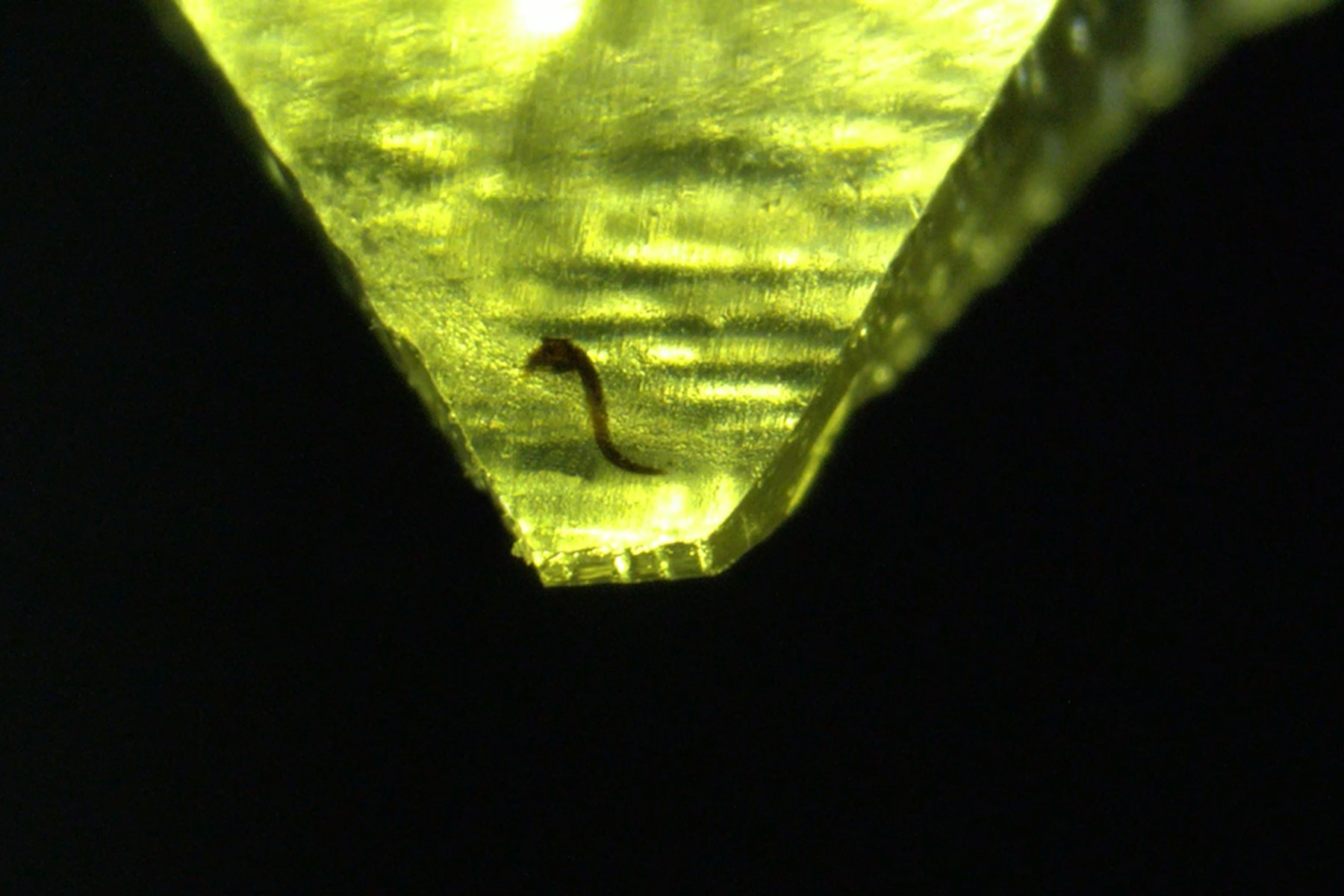 C. elegans nematode embedded in Epon epoxy resin, contrasted with osmium tetroxide. The resin block was pretrimmed by hand. Scale bar: 500 µm.