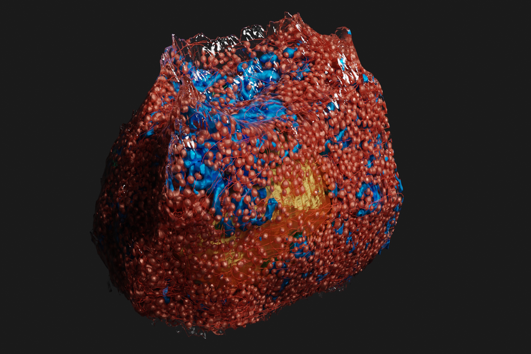 3D rendering of a mouse beta cell with mitochondria (blue), insulin SGs (orange), microtubules (red), nucleus (yellow), and plasma membrane (transparent).