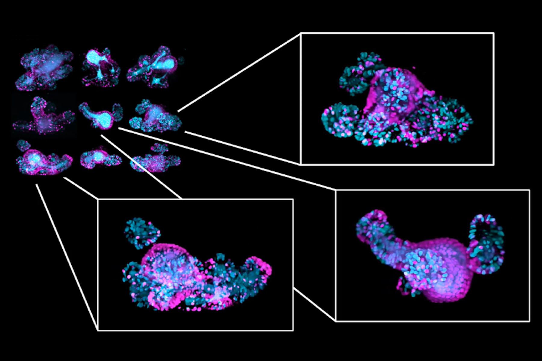 Long-term in toto imaging of FUCCI2 intestinal organoids.