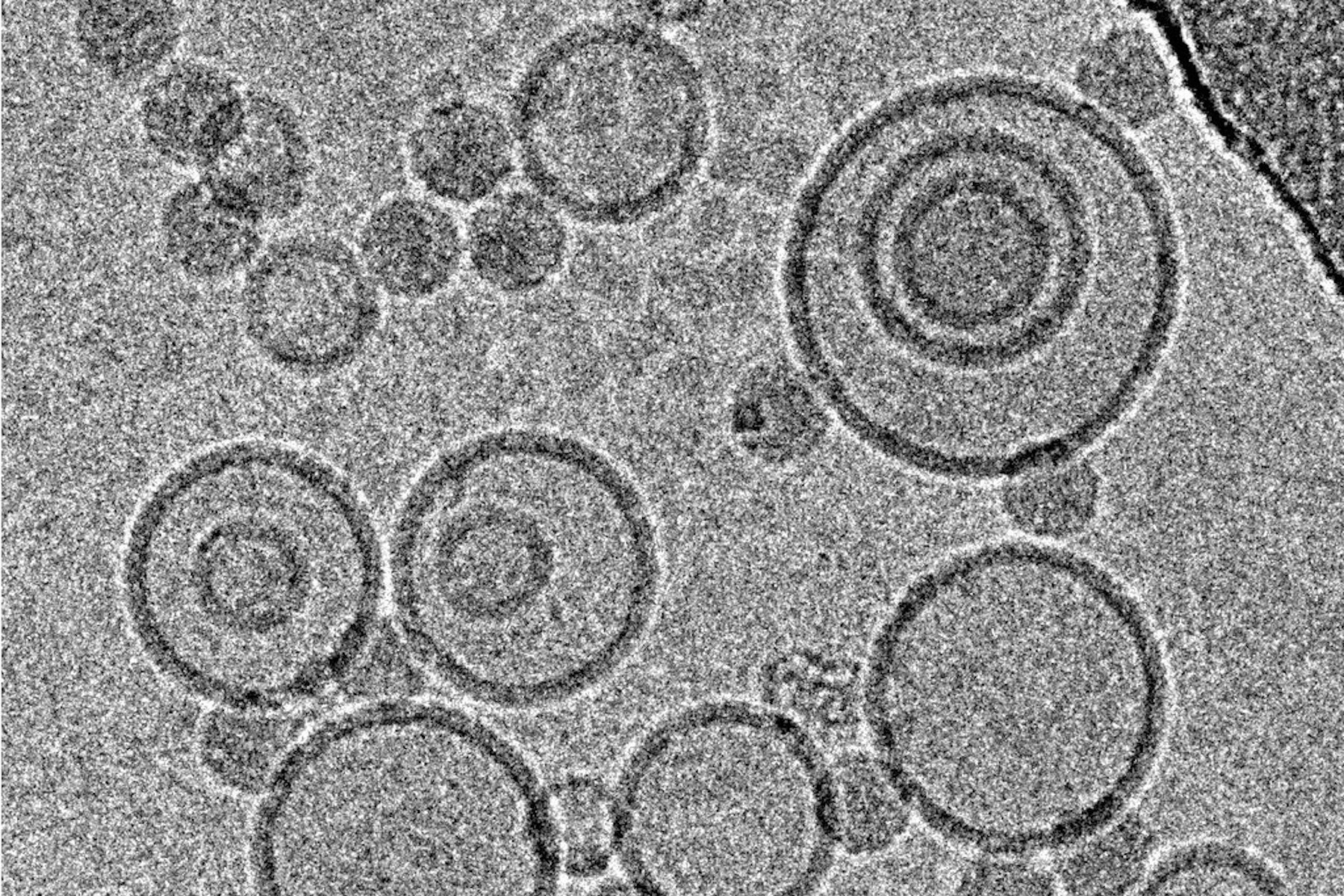 Cryo-electron micrographs of subviral particles of a common cold virus bound to liposomes, acquired under low dose conditions at 300 kV with a CCD-camera.