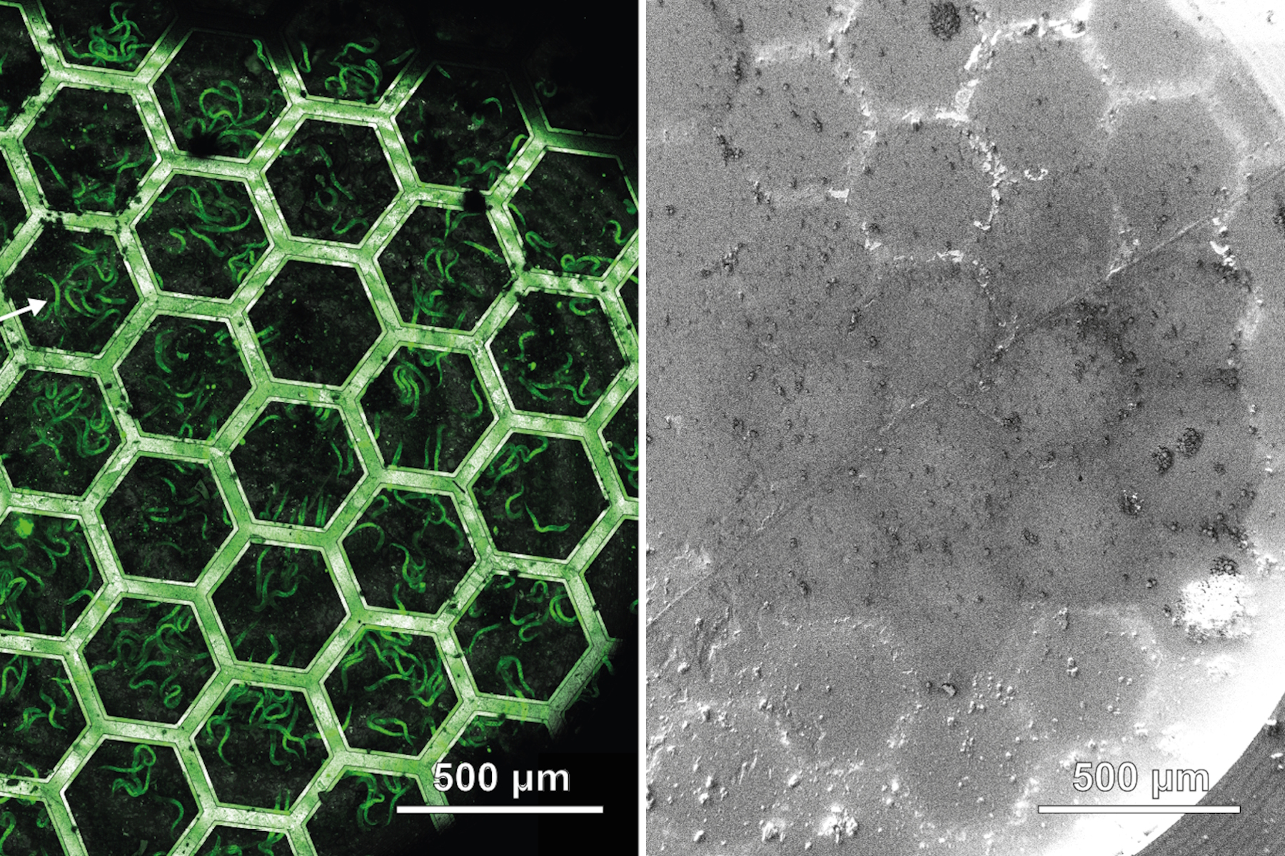 Waffle method lamella preparation and cryo-ET results - Representative workflow and results of lamella preparation from a vitrified C. elegans L1 larva using the waffle method. Image courtesy: Prof. Dr. Jürgen M. Plitzko - doi.org/10.1038/s41592-023-02113-5-