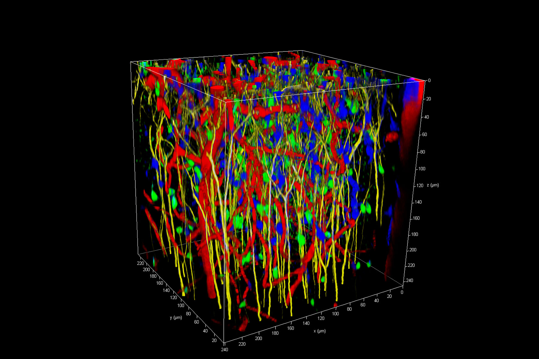 Live Mouse Brain cortex Live Mouse Brain cortex