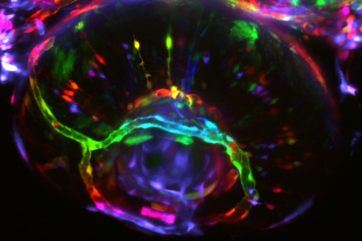 Pseudo-colored eye of a zebrafish embryo. Image acquired with Image acquired with TCS SP8 DLS. Courtesy of Dr. Basile Gurchenkov, Imaging Center of the IGBMC, Illkirch-Graffenstaden, France.