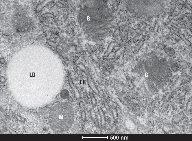 Structural Study Of C Elegans Leica Science Lab
