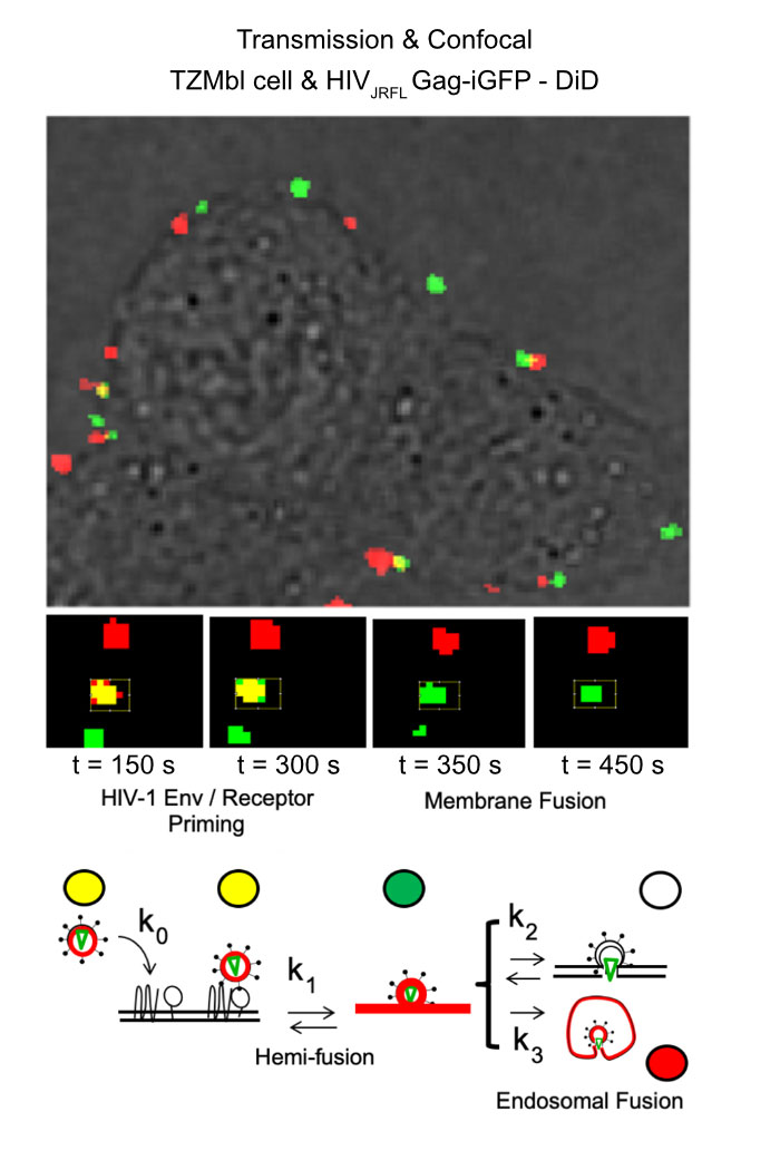 Studying Virus Replication with Fluorescence Microscopy