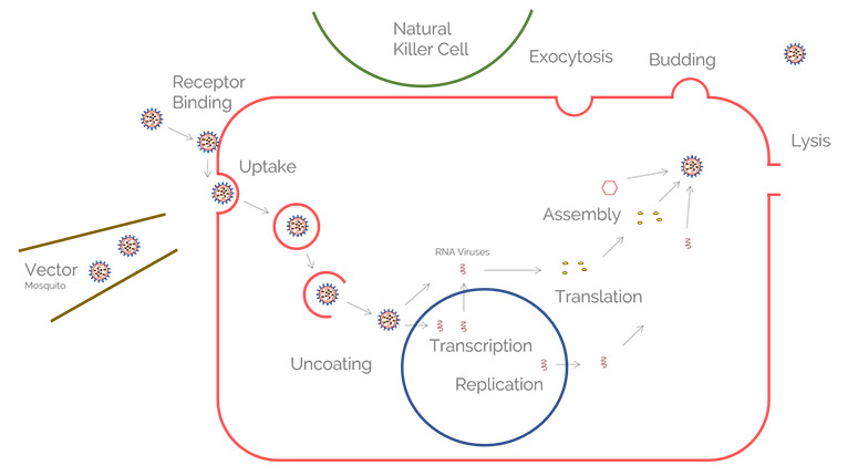 Ciclo di replicazione di un virus in una cellula ospite. Inizia con il legame del recettore sulla superficie cellulare. In seguito all'assorbimento, il contenuto virale viene rilasciato nella cellula. L'RNA (virus a RNA) può essere tradotto direttamente in proteine, mentre il DNA (virus a DNA) deve essere prima trascritto. Il genoma virale viene inoltre replicato nel nucleo o nelle cosiddette fabbriche di virus. A questo punto, i componenti virali vengono assemblati per costruire virioni intatti. Questi, infine, lasciano la cellula mediante esocitosi, gemmando attraverso la membrana plasmatica, o tramite lisi.